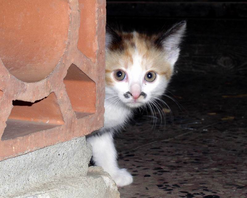 [7896-p1010040-jpg]